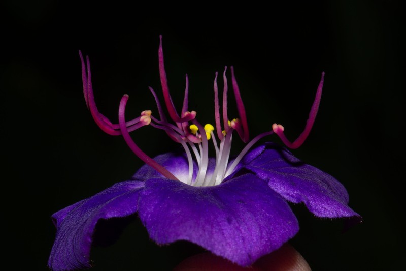 Chaetogastra mariae