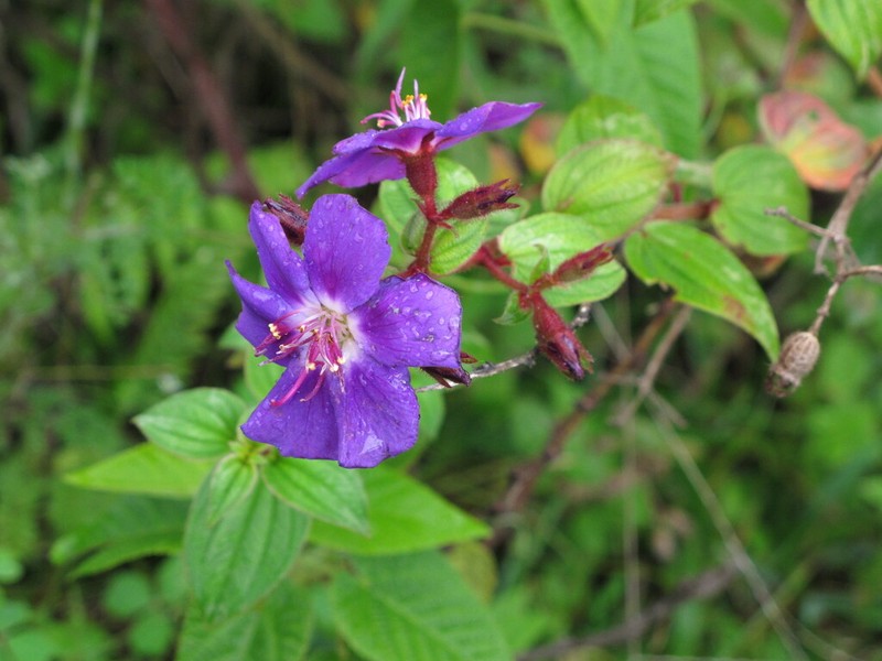 Chaetogastra mariae photo 2