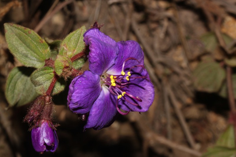 Chaetogastra mariae photo 3