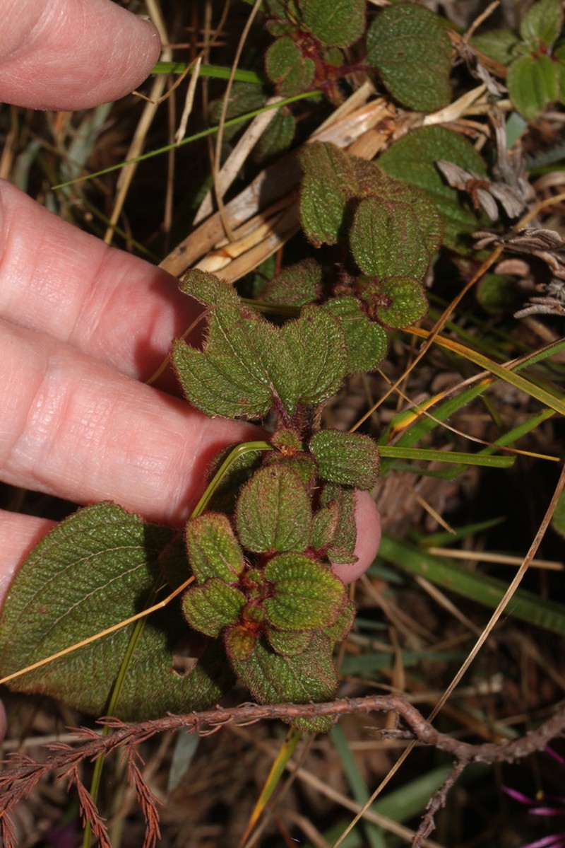 Chaetogastra mariae photo 4