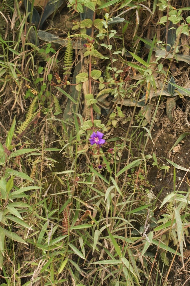 Chaetogastra mariae photo 5