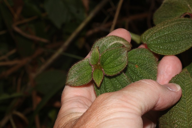 Chaetogastra mariae photo 6