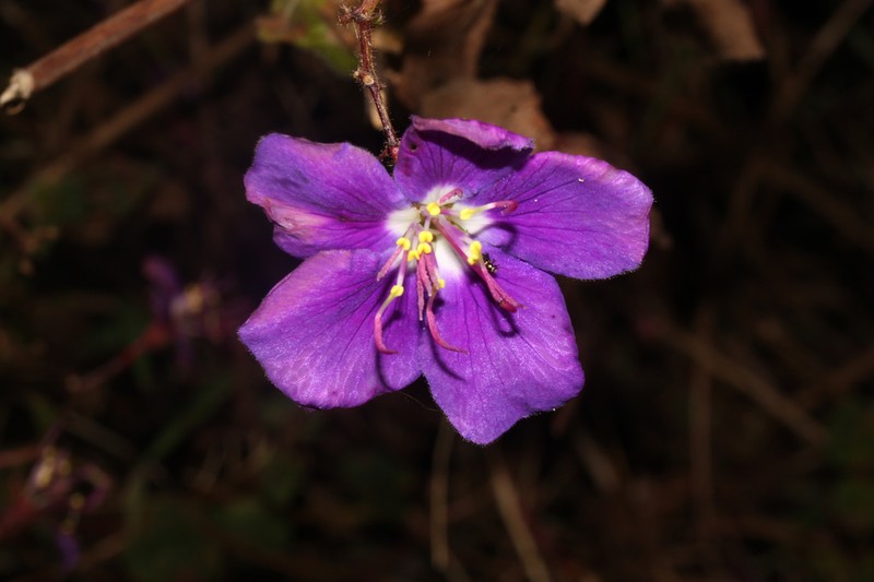 Chaetogastra mariae photo 7