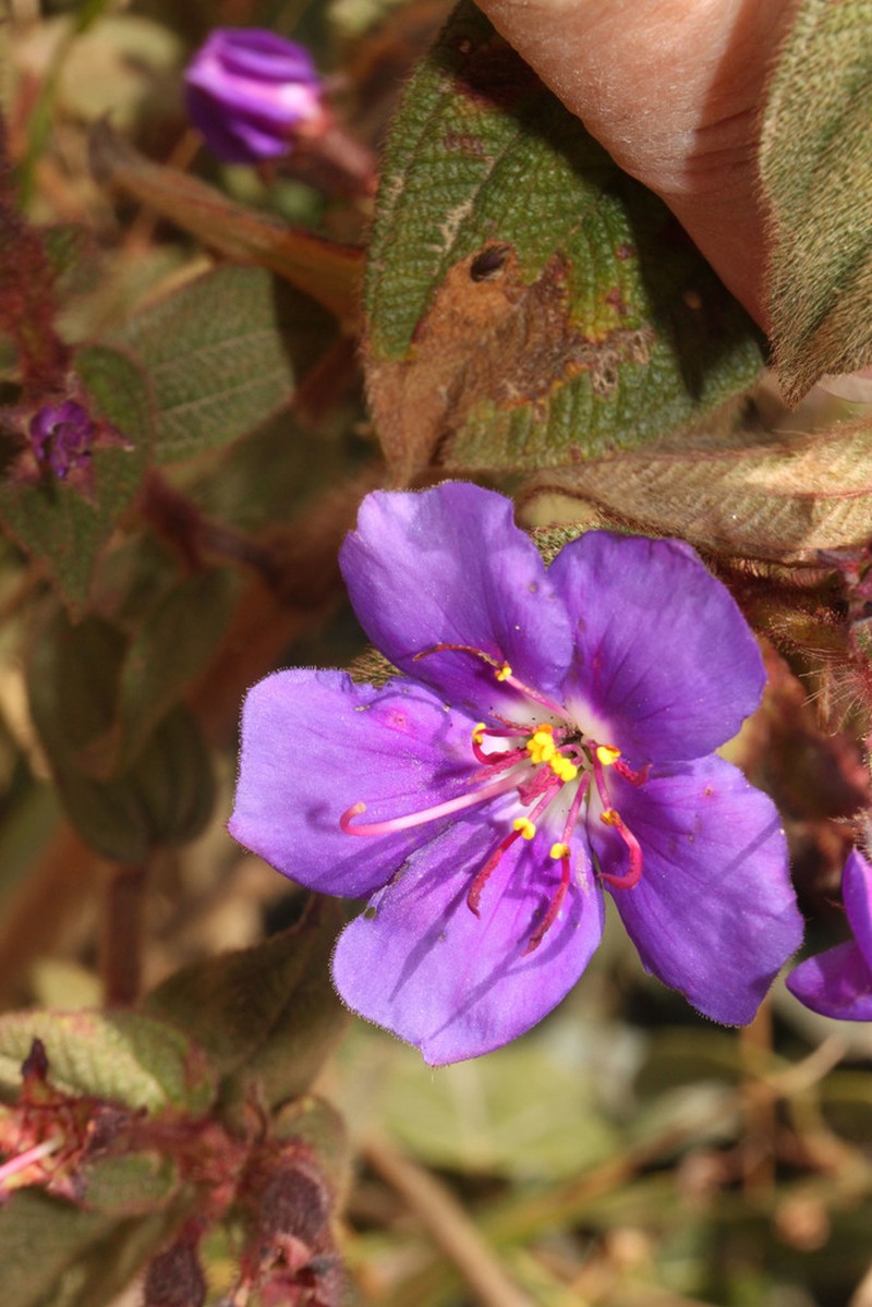 Chaetogastra mariae photo 8