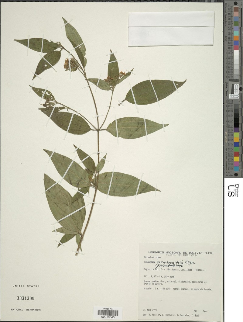 Chaetogastra membranifolia