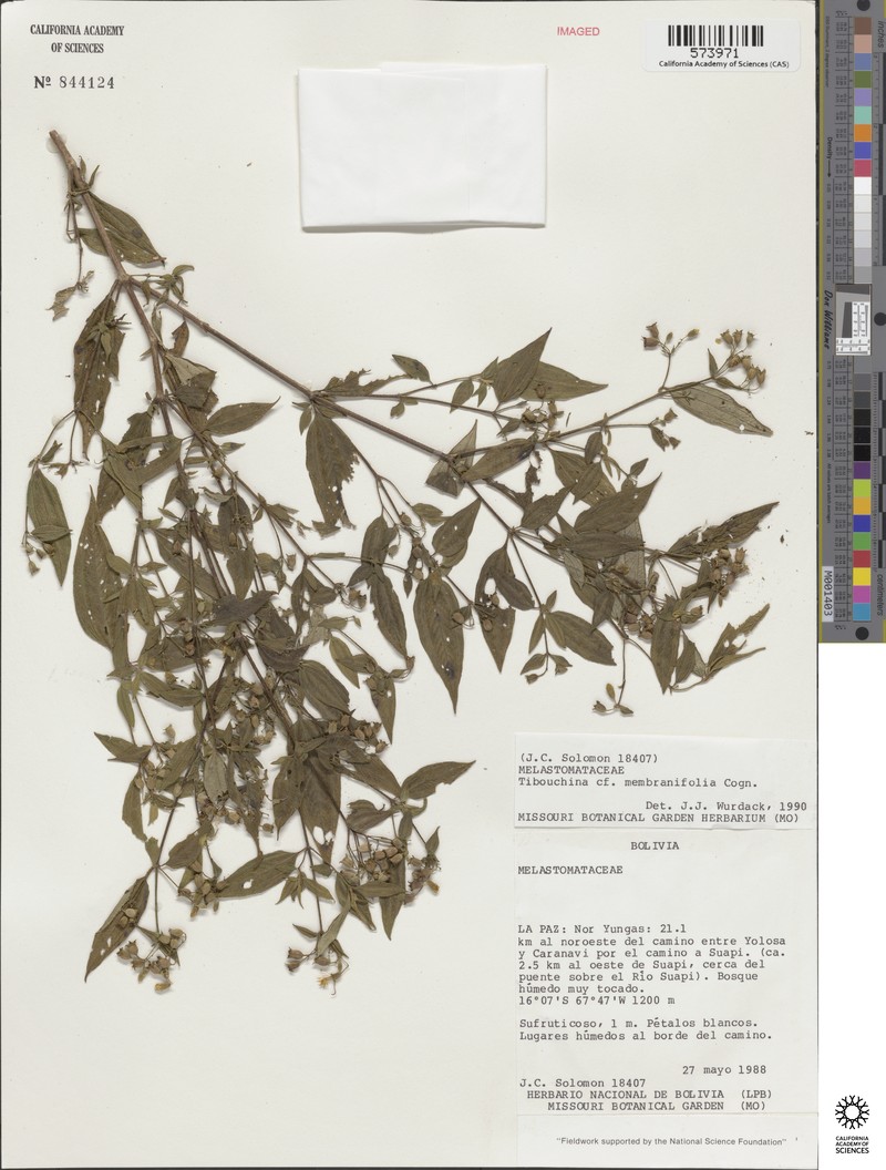 Chaetogastra membranifolia photo 2