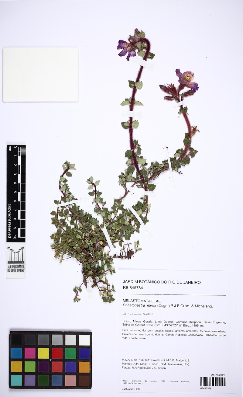 Chaetogastra minor