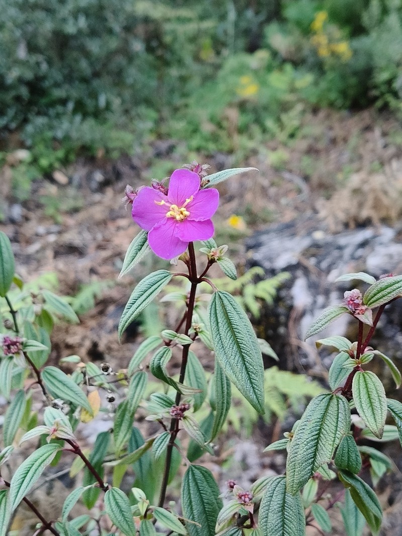Chaetogastra monticola photo 2