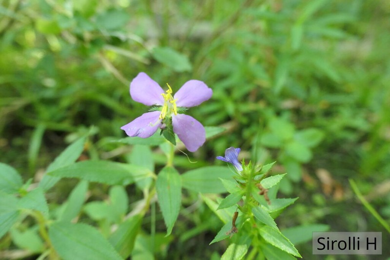 Chaetogastra nitida