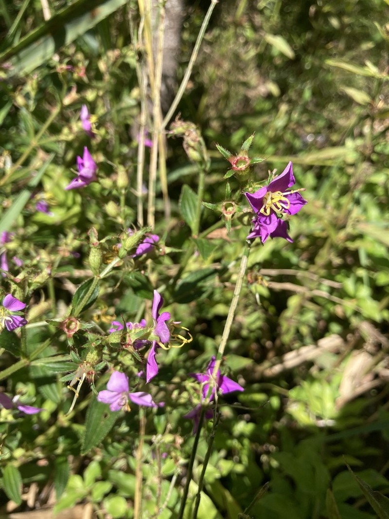 Chaetogastra nitida photo 2