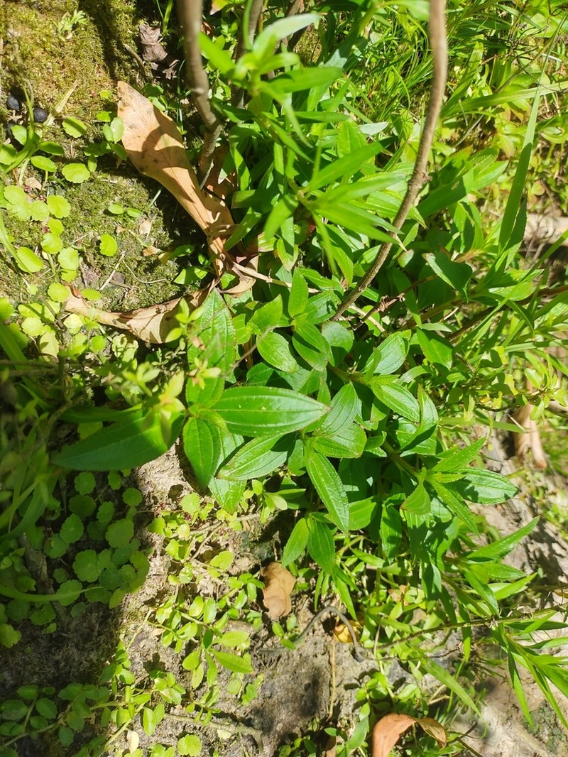 Chaetogastra nitida photo 3