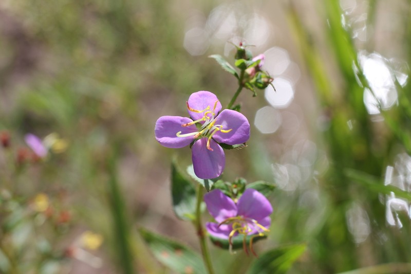 Chaetogastra nitida photo 4
