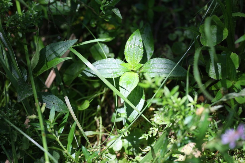 Chaetogastra nitida photo 5
