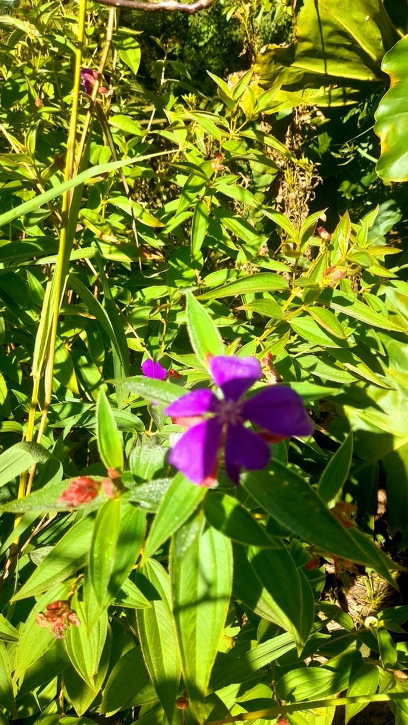 Chaetogastra nitida photo 6