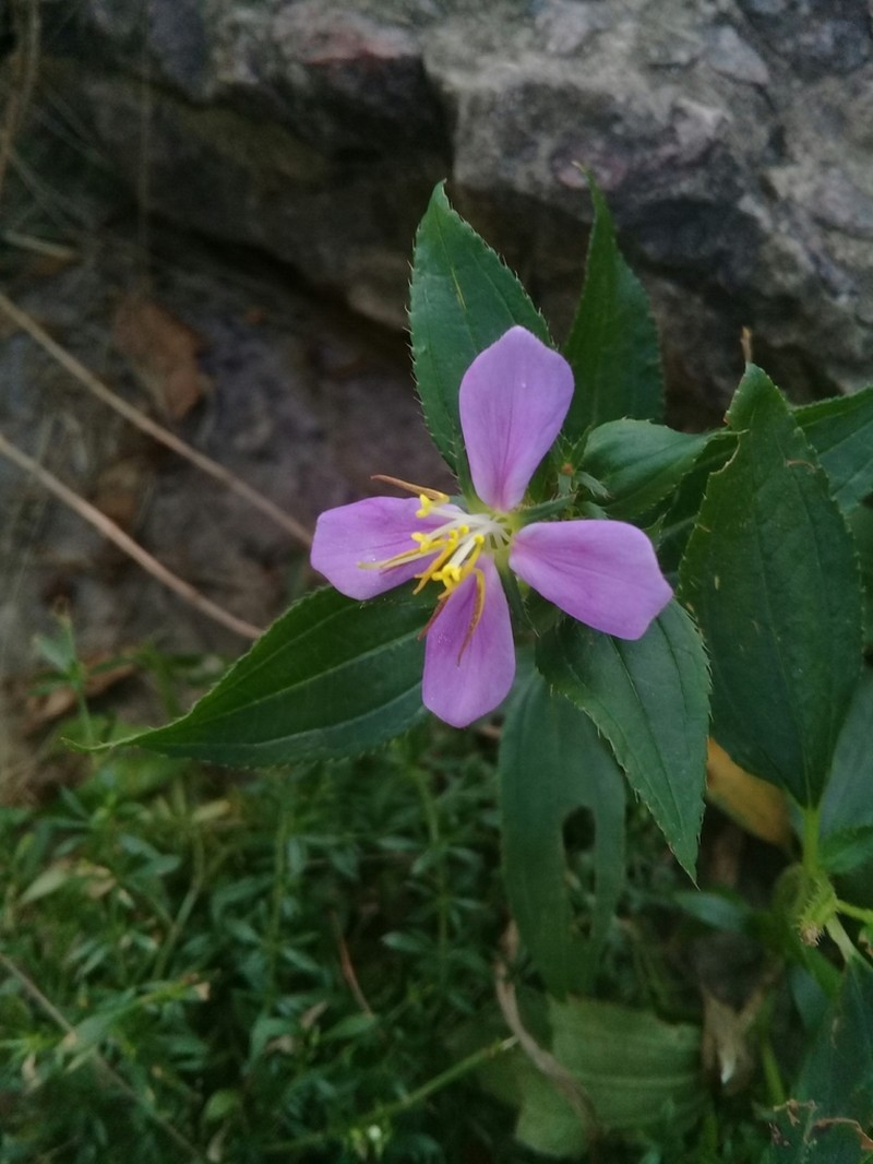 Chaetogastra nitida photo 7