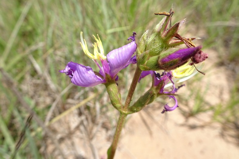 Chaetogastra nitida photo 8