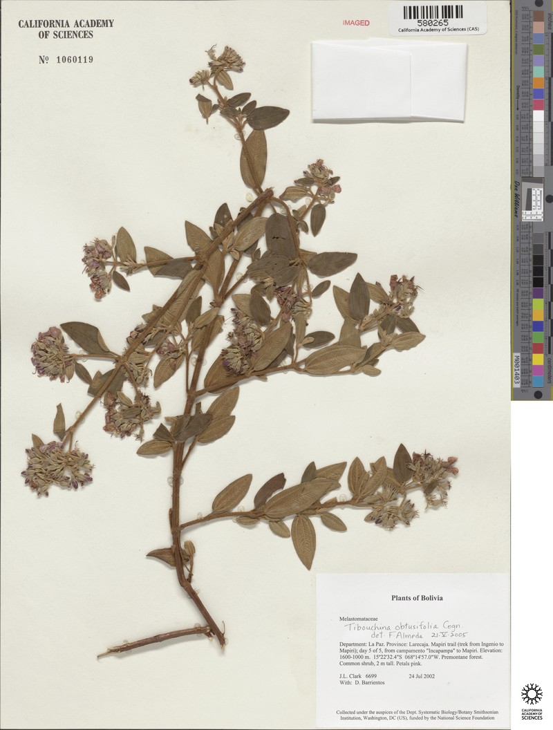 Chaetogastra obtusifolia
