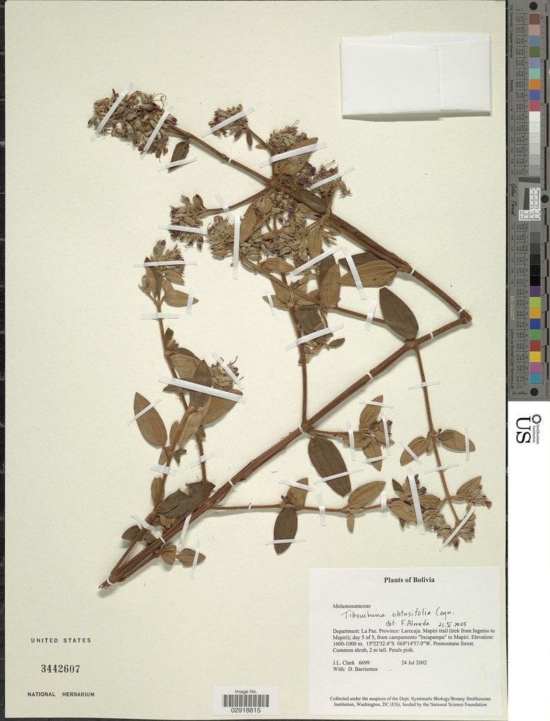 Chaetogastra obtusifolia photo 2