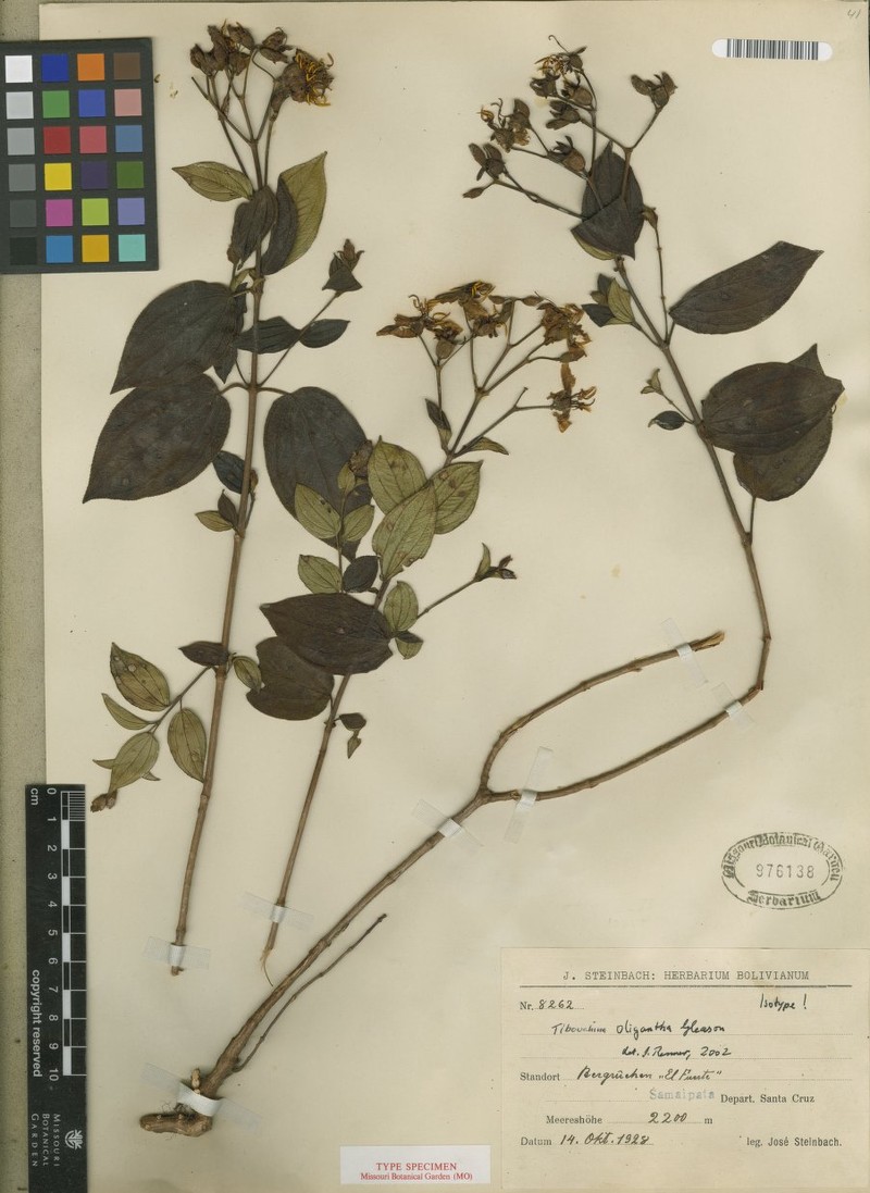 Chaetogastra oligantha