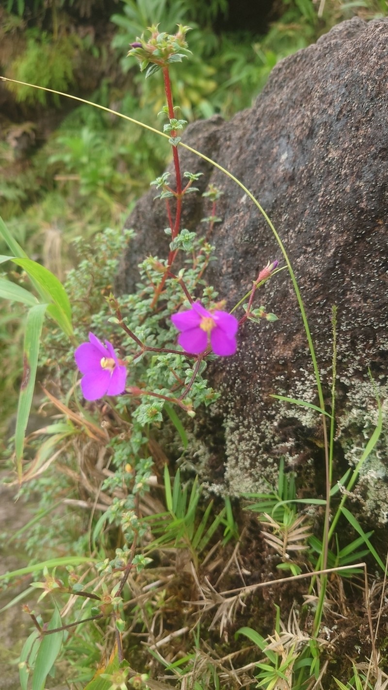 Chaetogastra ornata