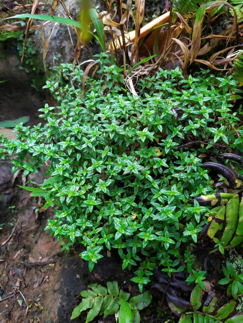 Chaetogastra ornata photo 5