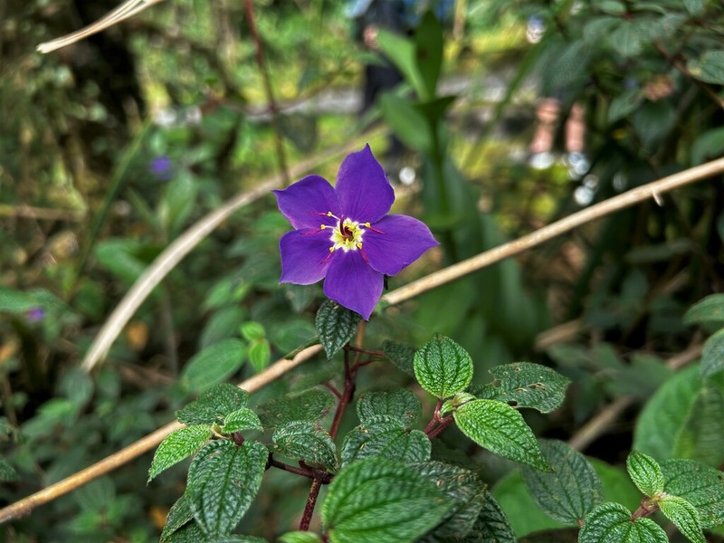 Chaetogastra oroensis