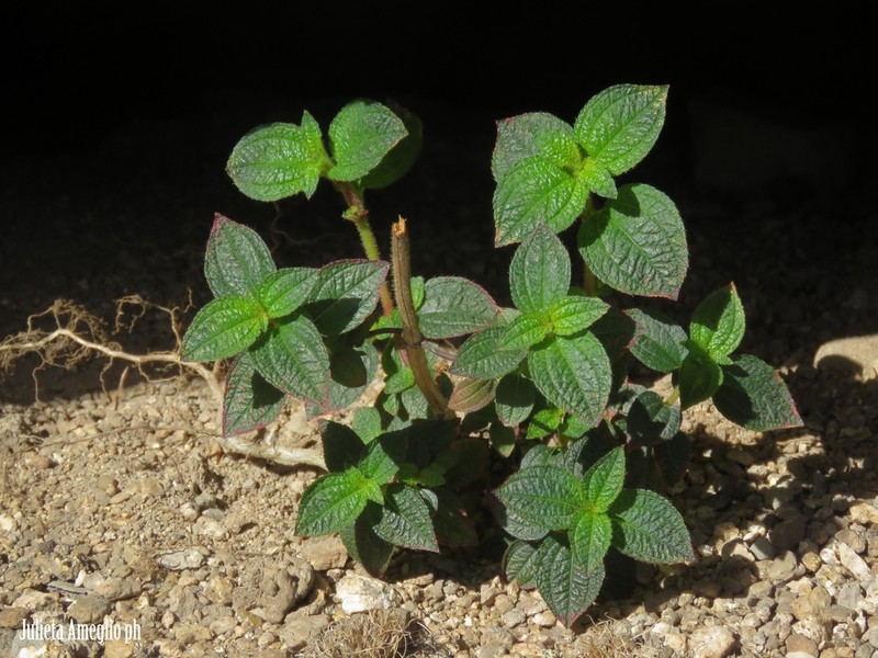 Chaetogastra paratropica photo 3