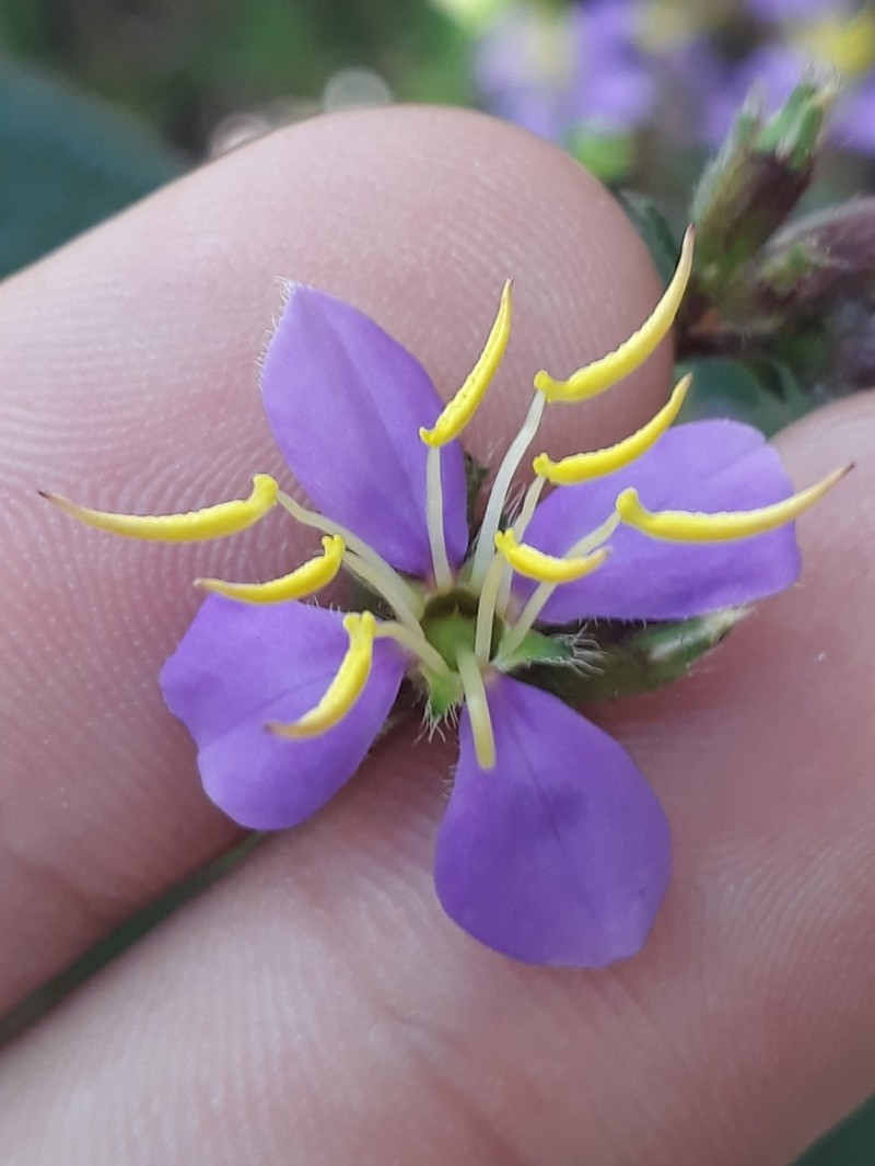 Chaetogastra parviflora