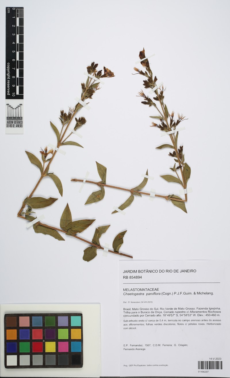 Chaetogastra parviflora photo 2