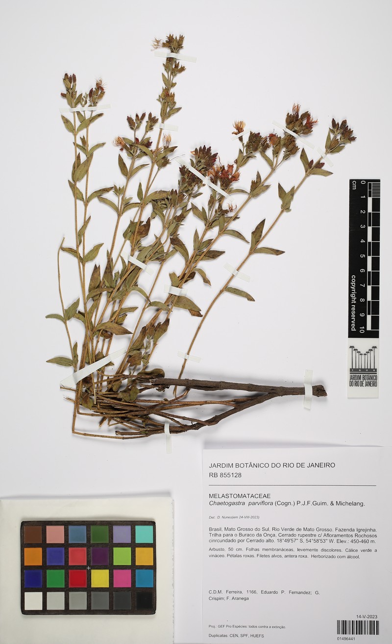 Chaetogastra parviflora photo 3