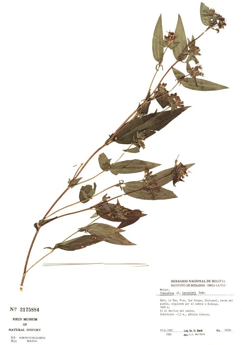 Chaetogastra pauciflora
