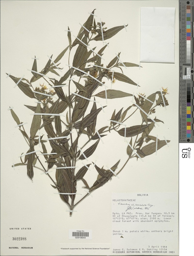 Chaetogastra pauciflora photo 2