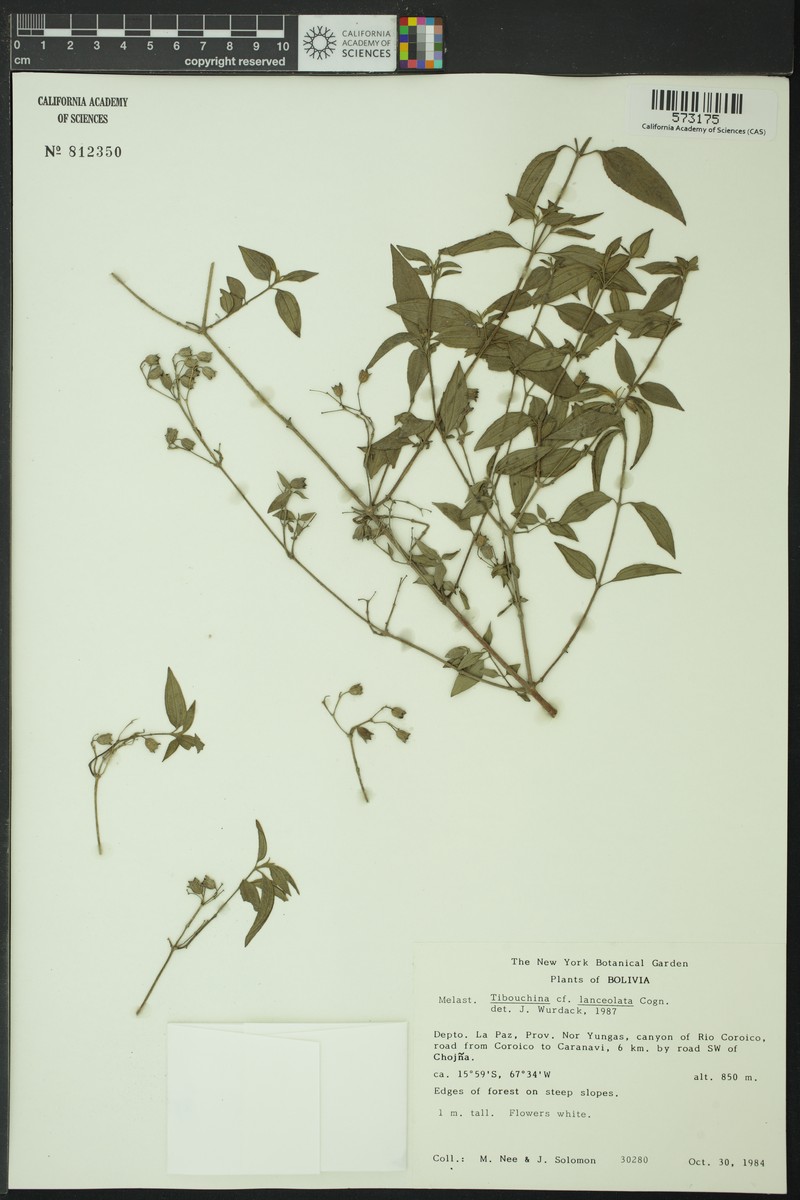 Chaetogastra pauciflora photo 3