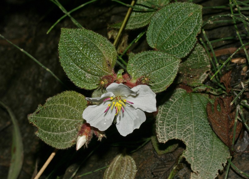 Chaetogastra pendula photo 2