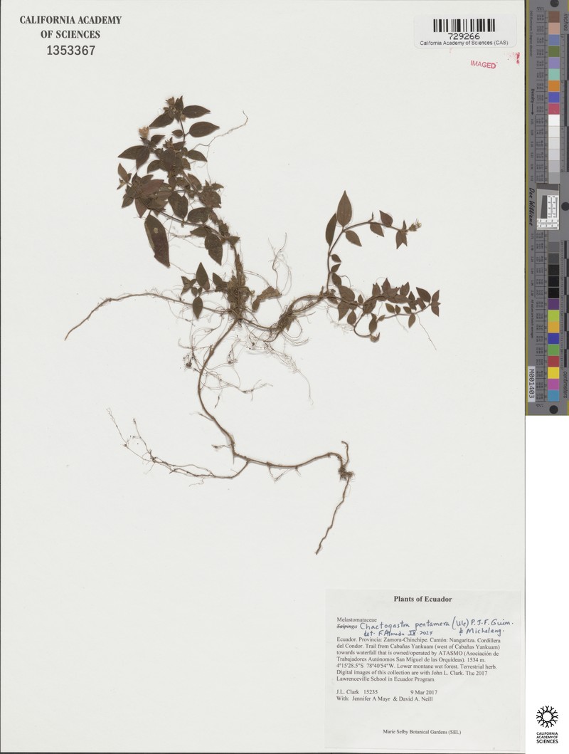 Chaetogastra pentamera