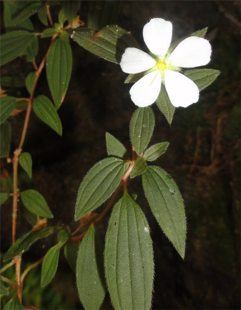 Chaetogastra pentamera photo 2