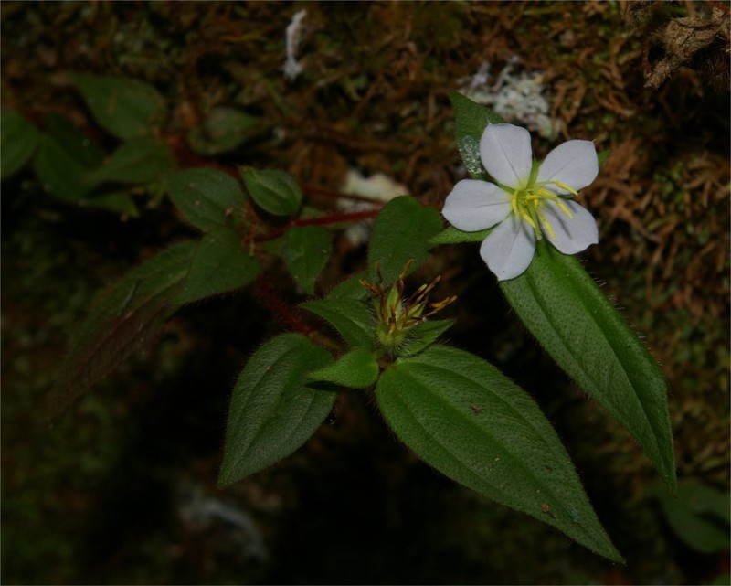 Chaetogastra pentamera photo 3