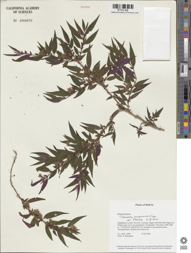 Chaetogastra purpurascens