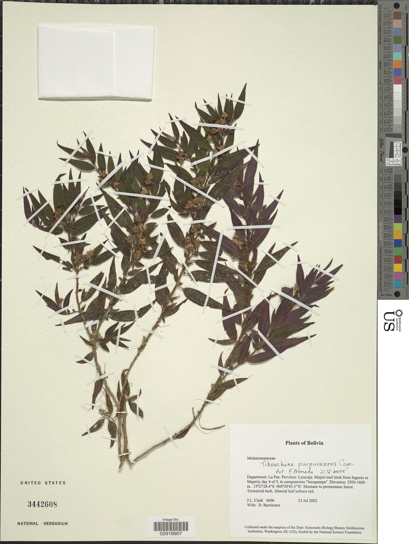 Chaetogastra purpurascens photo 2