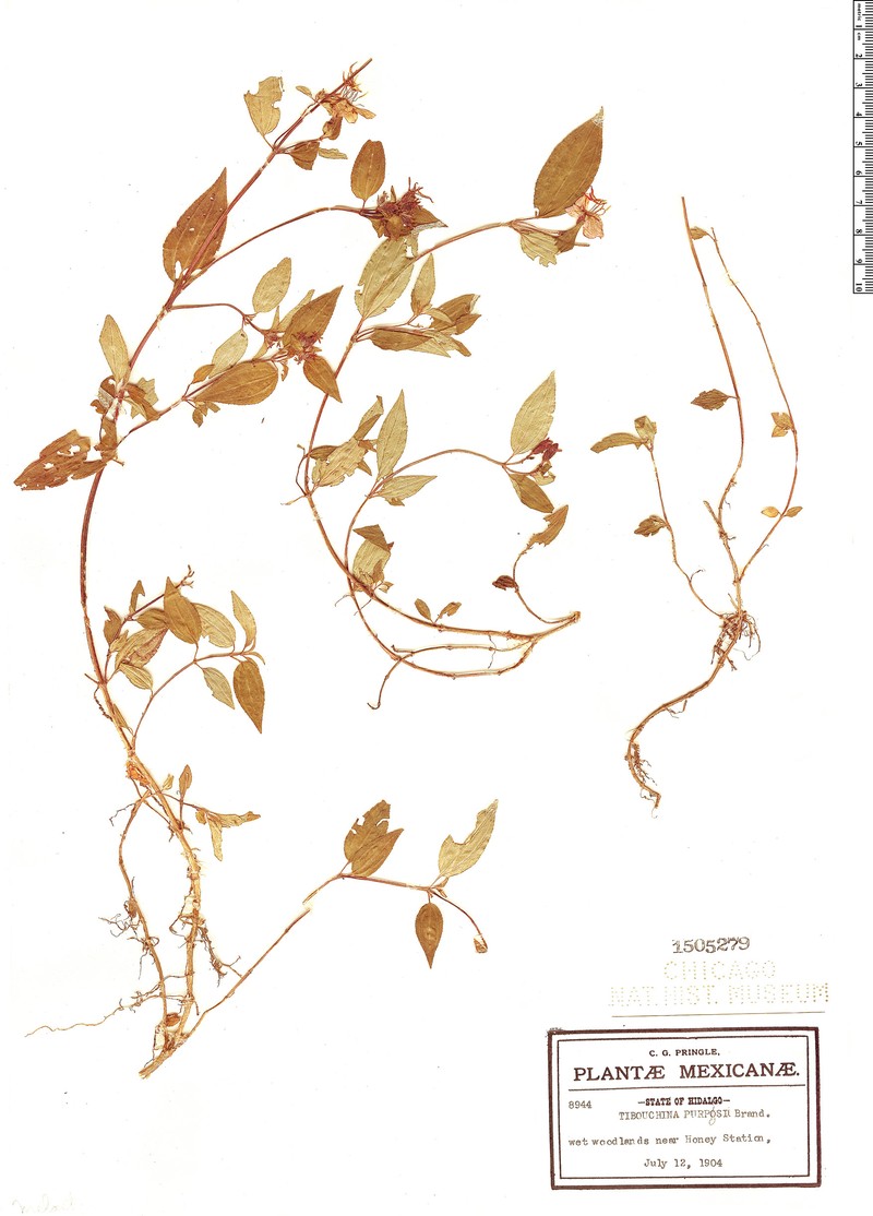 Chaetogastra purpusii