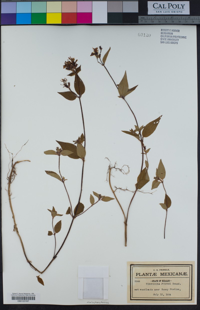 Chaetogastra purpusii photo 2
