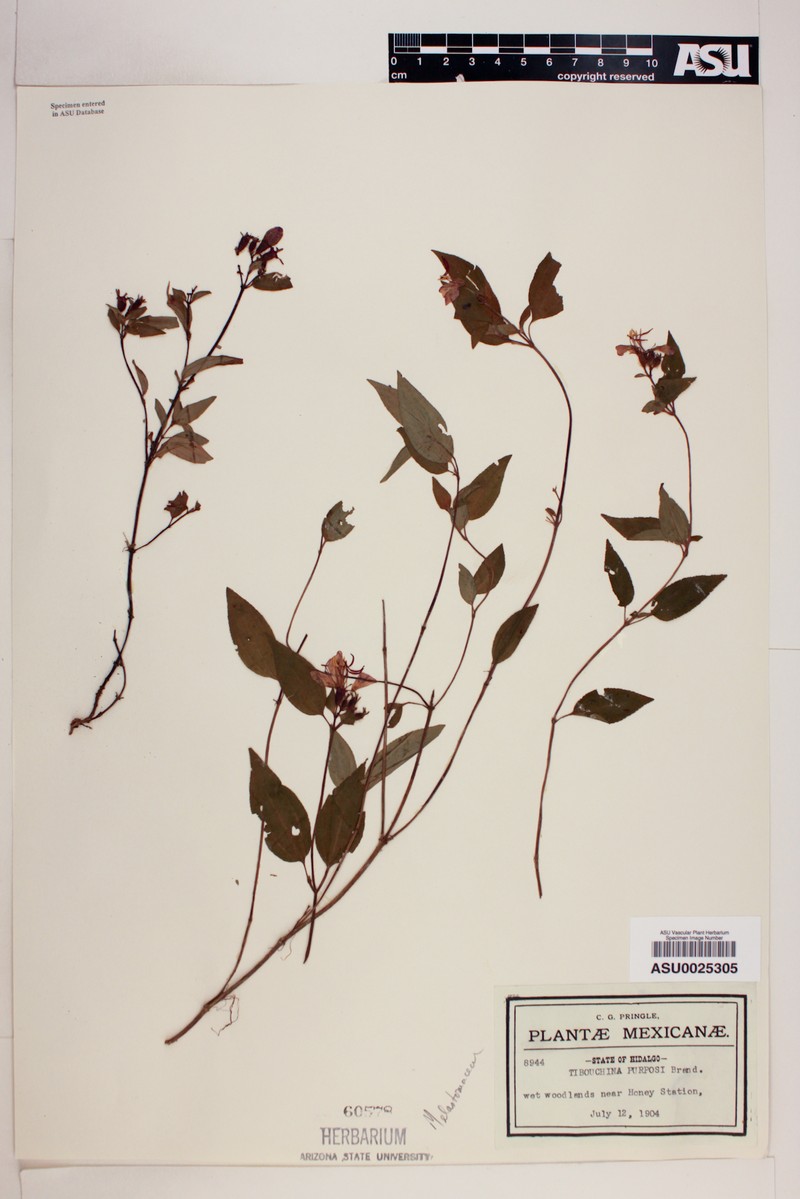 Chaetogastra purpusii photo 3
