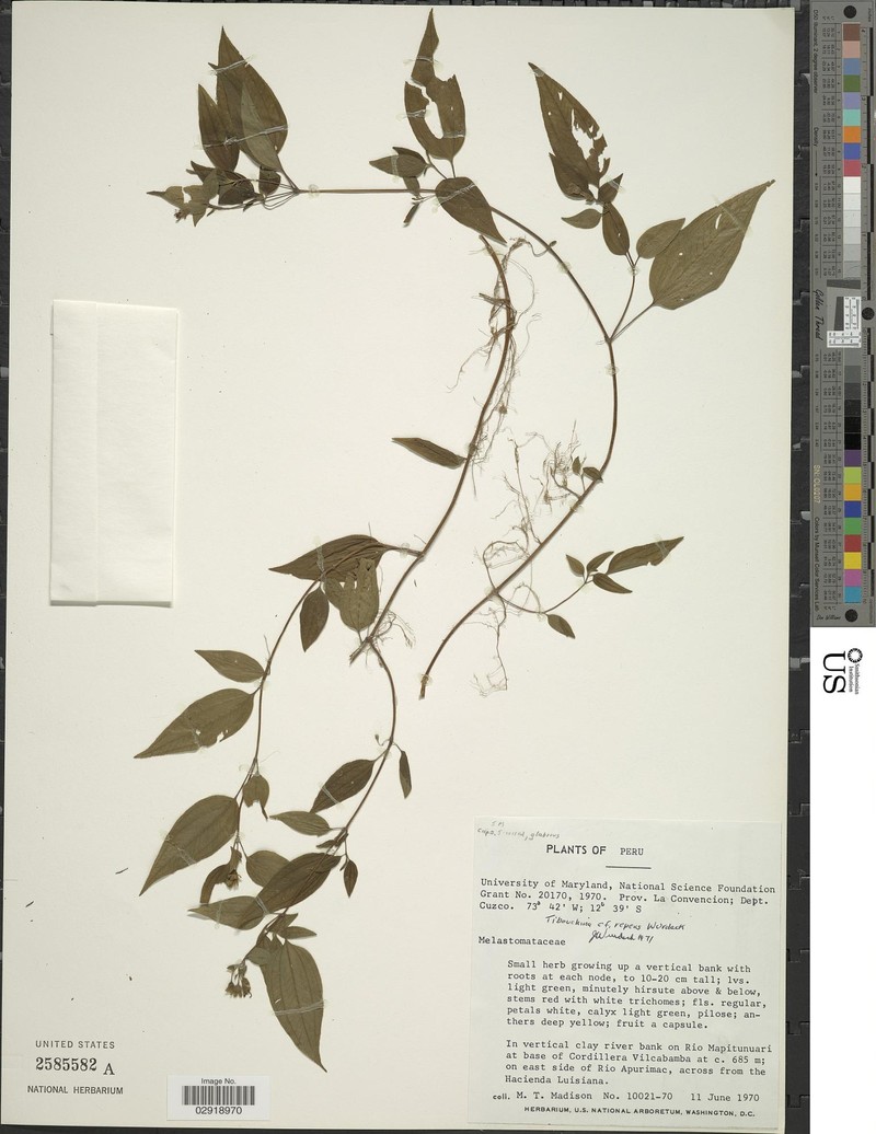 Chaetogastra repens