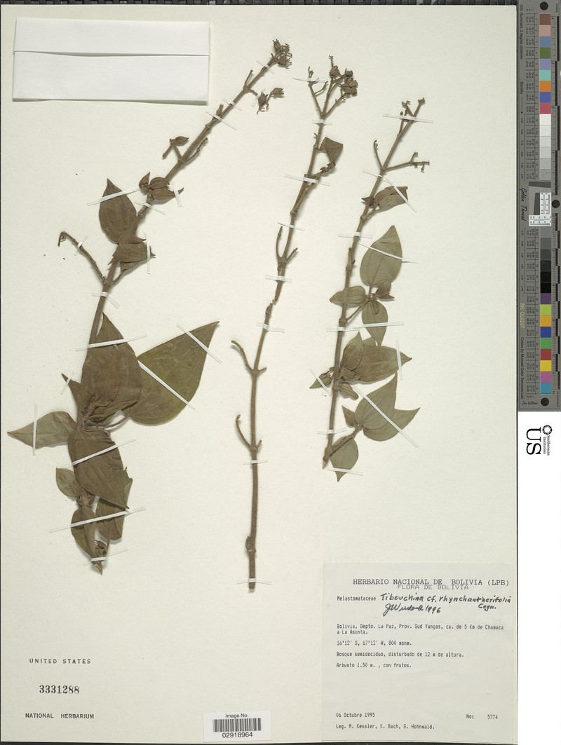 Chaetogastra rhynchantherifolia