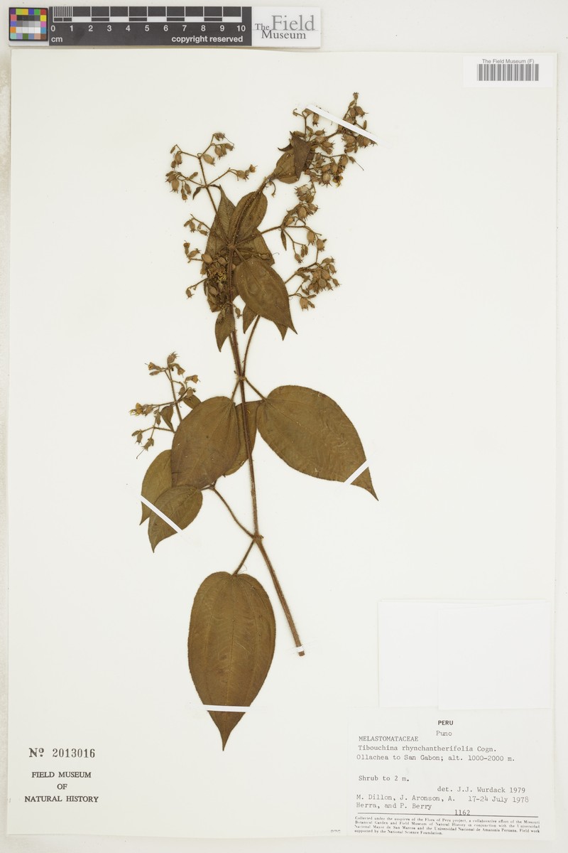 Chaetogastra rhynchantherifolia photo 2