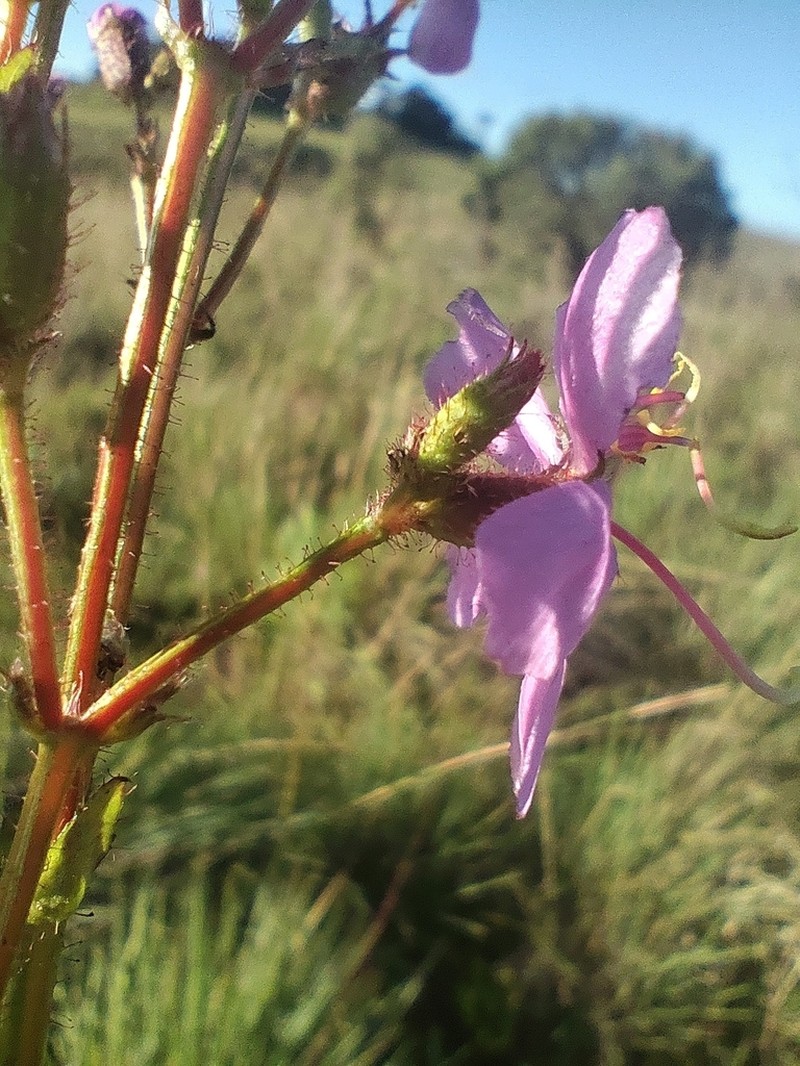 Chaetogastra rupestris