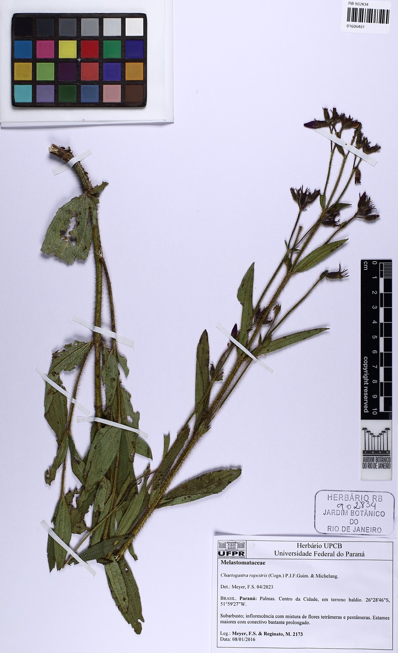 Chaetogastra rupestris photo 2