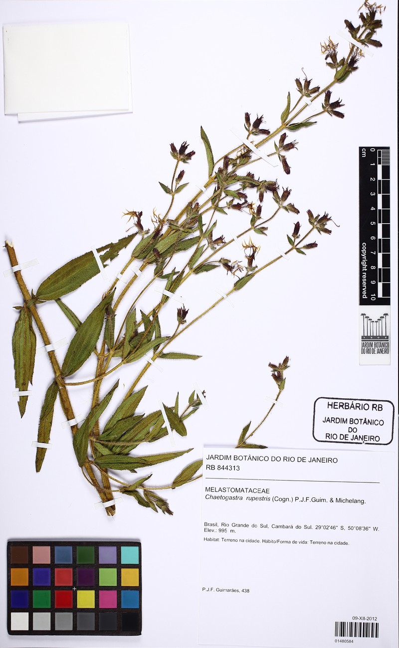 Chaetogastra rupestris photo 3