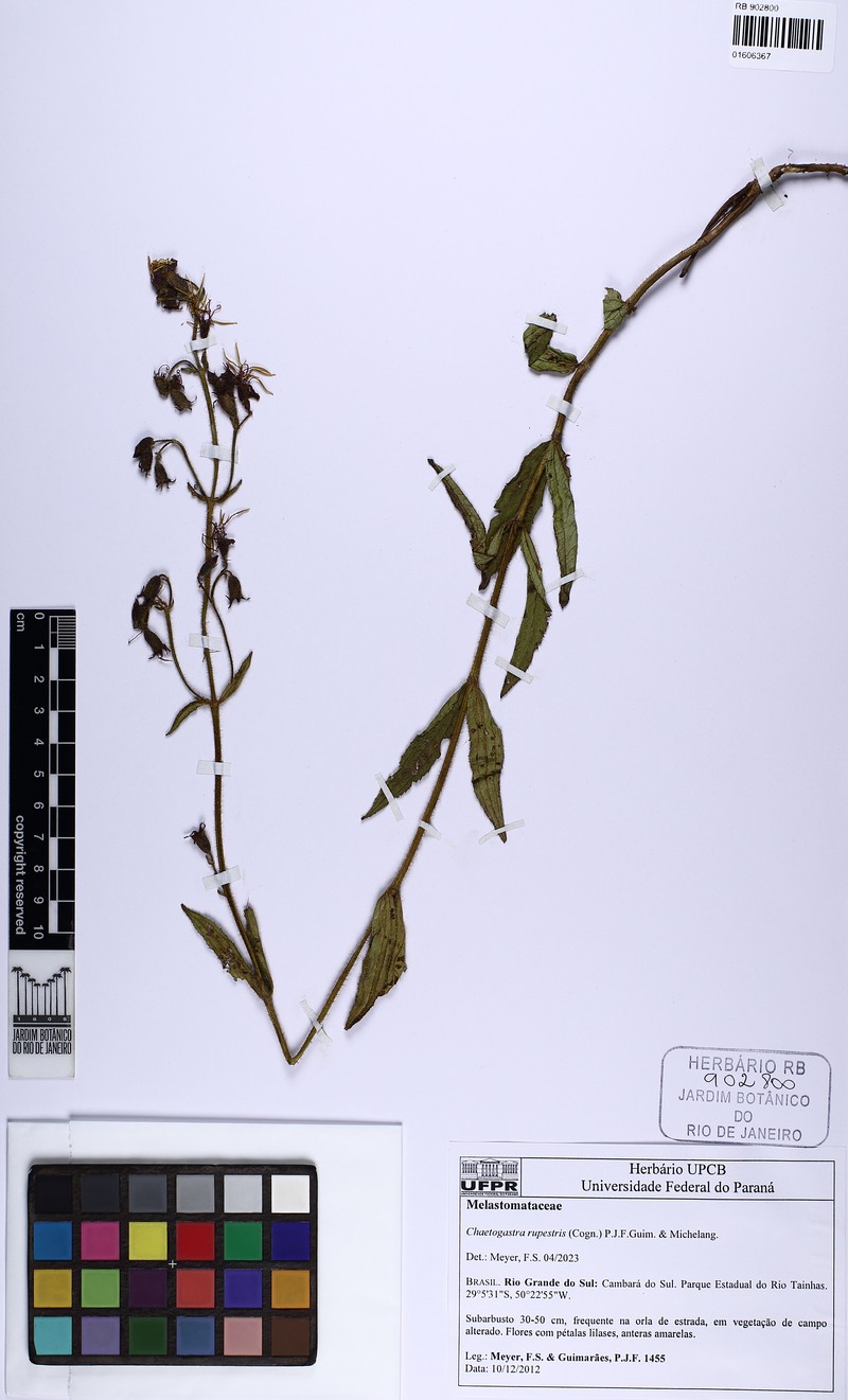 Chaetogastra rupestris photo 4