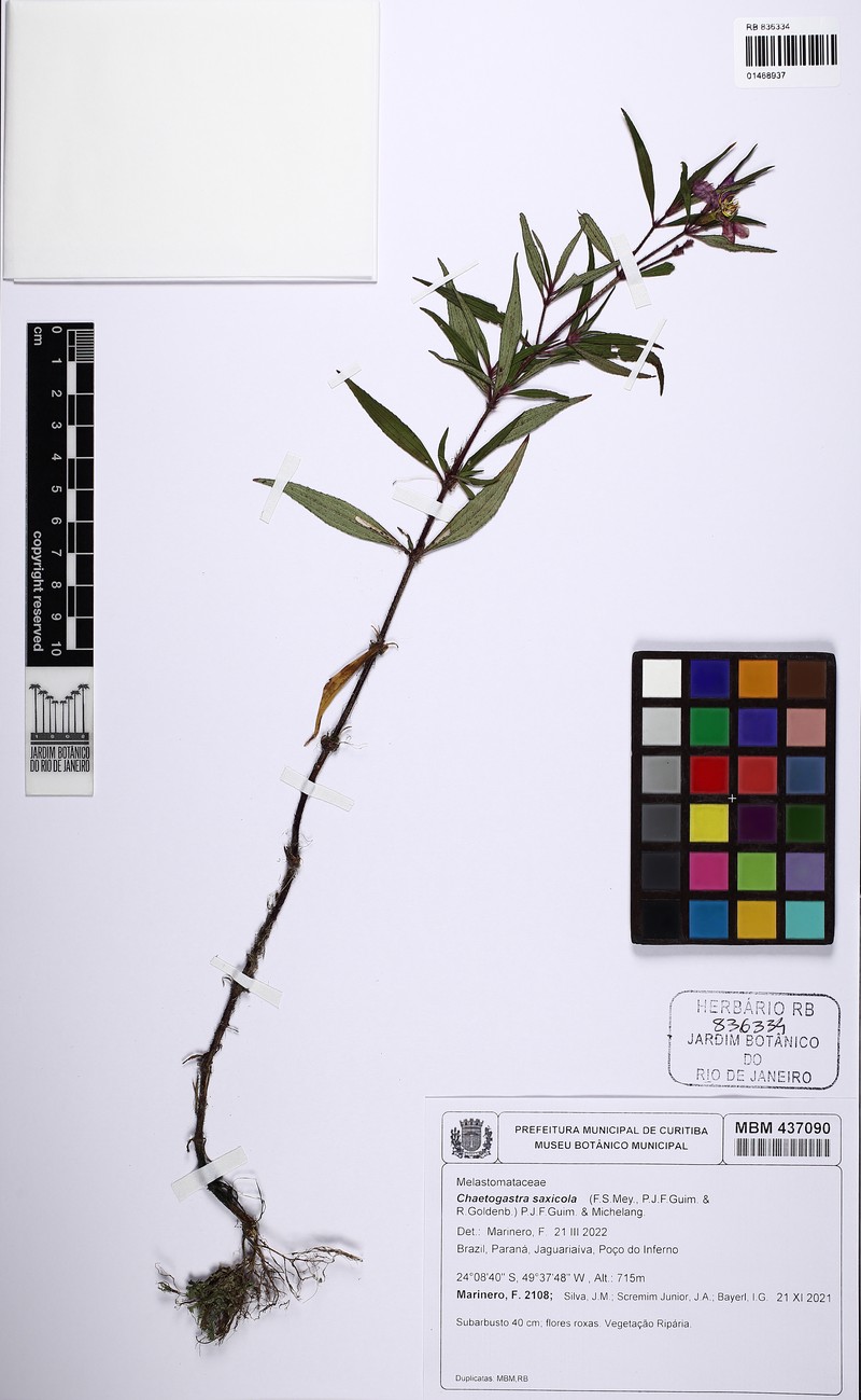 Chaetogastra saxicola photo 2